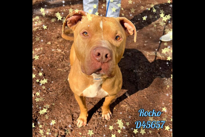 Montgomery County Animal Care and Control - Rocko